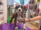 American Staffordshire Terrier , GARANTIA AQUANATURA. Perros, cachorros, criadero, venta. - mejor precio | unprecio.es