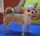 disponemos de cachorros de chihuahuas - mejor precio | unprecio.es