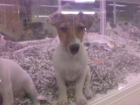 JACK RUSSELL TERRIER EN VENTA CACHORROS - mejor precio | unprecio.es
