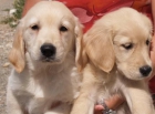 Labrador, cachorros economicos - mejor precio | unprecio.es