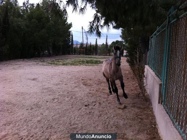 Potro tordo de Pura Raza Española