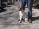 Precioso fox terrier de un año abandonado en la carretera - mejor precio | unprecio.es