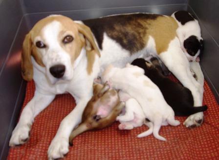 Preciosos cachorros de Beagle