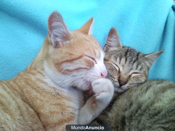 se busca buena persona para 2 gatitos hermanos abandonados