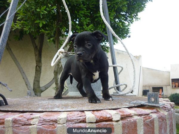 Staffordshire bull terrier, machos y hembras