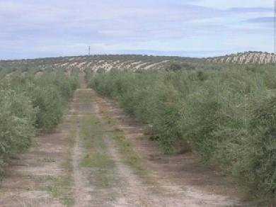 Terreno se vende en Ronda, Serrania de Ronda