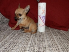 Ultimo chihuahua toy - mejor precio | unprecio.es