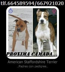 American staffordshire terrier