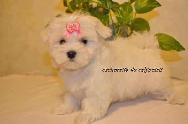 bichon maltes linea americanas hembras y machos toys y miniaturas