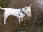 bull terrier - mejor precio | unprecio.es