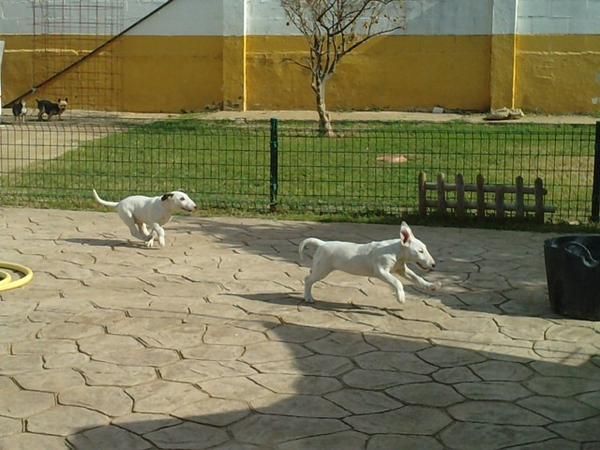 BULLTERRIER ,