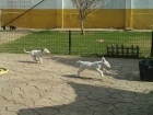 BULLTERRIER , - mejor precio | unprecio.es
