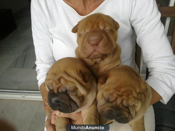 cachorro shar pei