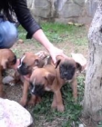 cachorros boxer - mejor precio | unprecio.es