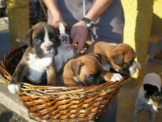 Cachorros Boxer. Excelente Pedigree