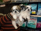 CACHORROS DE SHITZU, MUY BONITOS 450 EUROS - mejor precio | unprecio.es