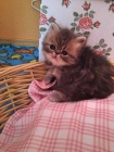 Gatitos Persas - mejor precio | unprecio.es