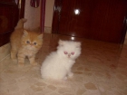 gatos persas en sevilla - mejor precio | unprecio.es