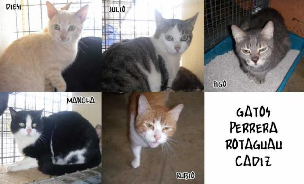 Gatos que buscan una familia