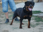 Impresionante camada Rottweiler - mejor precio | unprecio.es