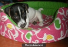 Camada Jack russel, increibles ¡bonitos! - mejor precio | unprecio.es