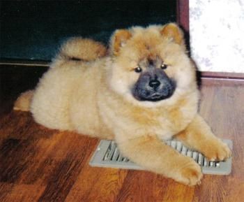 2 cachorros de chow chow preparado como regalo de año nuevo.