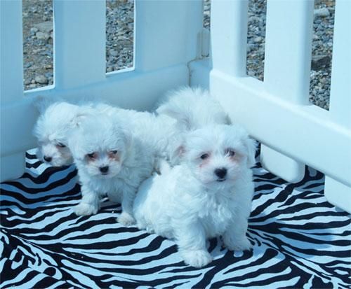 Bichon maltes, cachorros increíbles ¡Pura Raza! - Murcia