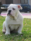 bulldog ingles blanco - mejor precio | unprecio.es