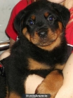 Impresionante camada de Rottweiler - mejor precio | unprecio.es