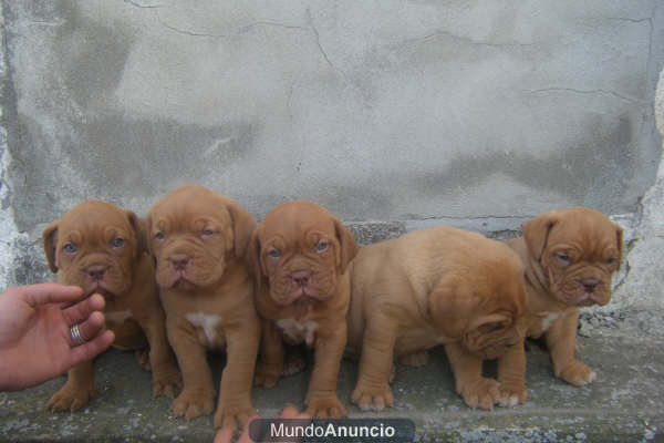 Preciosos cachorritos de Dogo de Burdeaux