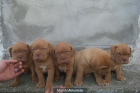 Preciosos cachorritos de Dogo de Burdeaux - mejor precio | unprecio.es