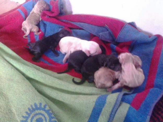 Regalo  cachorritos de raza grande