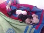 Regalo  cachorritos de raza grande - mejor precio | unprecio.es