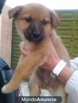 ROMY, LEO, TIKO 3 cachorritos los llevan a la perrera