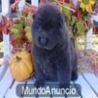 un chow chow cachorro - mejor precio | unprecio.es