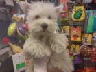 WESTHIGLAND WHITE TERRIER, perros, cachorros, criadero, venta.  Rústico, vivaz, valiente, muy independiente y testarudo, - mejor precio | unprecio.es