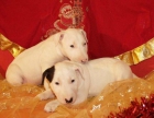 ¡Cachorros de Bullterrier, los mejores - mejor precio | unprecio.es