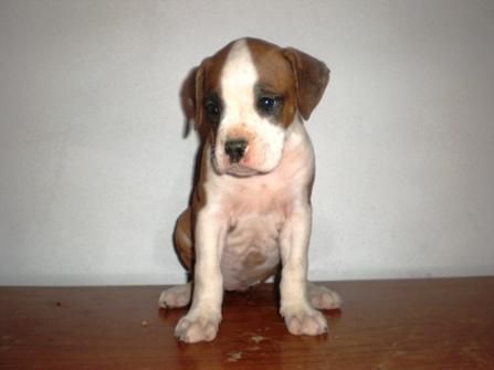 boxer espectaculares camadas ,  unos cachorrines incribles