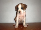 boxer espectaculares camadas ,  unos cachorrines incribles - mejor precio | unprecio.es