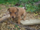 Cachorrita tamaño mediano en un futuro - mejor precio | unprecio.es