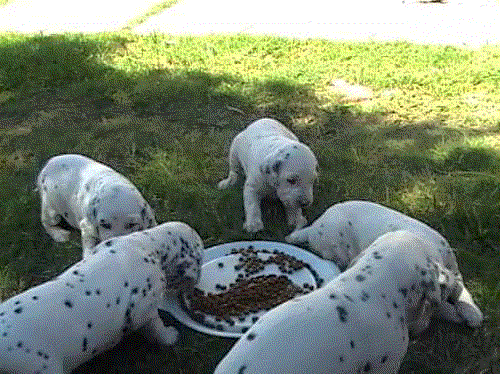 Cachorritos de dalmatas muy bien pigmentados
