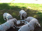 Cachorritos de dalmatas muy bien pigmentados - mejor precio | unprecio.es