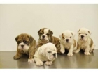 CACHORROS DE BULLDOG INGLES - mejor precio | unprecio.es