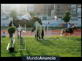 EN VENTA CABALLO DE SALTO