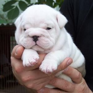 hermoso blanco cachorro-bulldog Inglés