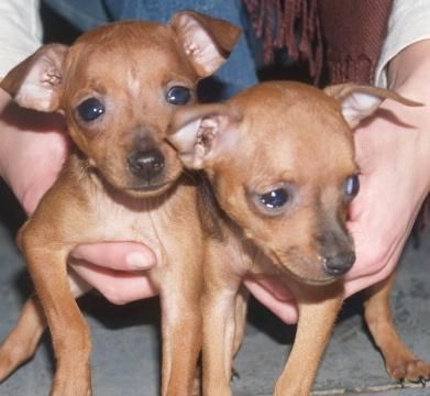 Mini Pincher ¡ el cachorro que quieres!