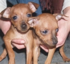 Mini Pincher ¡ el cachorro que quieres! - mejor precio | unprecio.es