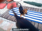 Perrita perdida el viernes 2 de marzo en la zona de La muela -Vejer‏ - mejor precio | unprecio.es