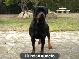 rottweiler para montas