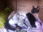 Se regalan gatitos - mejor precio | unprecio.es